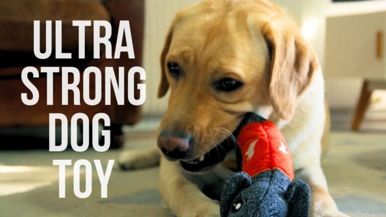 Kickstarter - CHEEKY The strongest and safest dog toy !